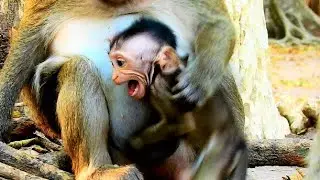 The Most Emotional Cry & Feeling Disappointed Baby Monkey, Mom Warning Milk Baby So Pity.