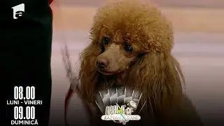 Secretele pufoșilor Caniche și cum să îi îngrijim corect😍