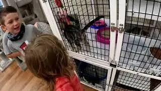 Pet Store with the Williams boys & Aunt Madison