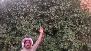 شجرة التين البرية  النادرة  في جبال طويق  Wild fig tree التين البري الوحشي