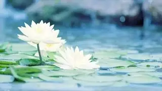 今日小暑，宜冷淡 Slight Heat