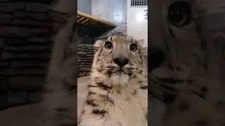 Snow Leopard Core. 😁😁 #funny #cute #pets #snow #fyp