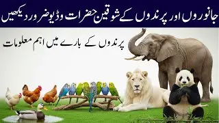 First Journey of Animals & Birds | Animals And Birds Introduction First Video | Afaak's Animal World