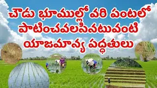 చౌడు భూముల్లో వరి పంటలో పాటించే యాజమాన్య పద్ధతులు #ANR Sagubata #paddycultivationinsalinesoils