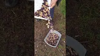 How I Clean Seeds #shorts