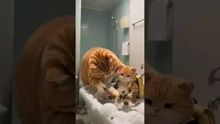 The leopard took ginger cat's cake 🎂 #gingercat #cat #viral #youtube #youtubeshorts #trending #funny