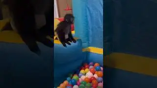 #funnymonkey #monkey #spidermonkey #bouncehouse #monkeylife #fyp