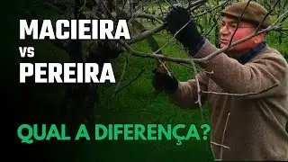 Diferença Entre a Poda de Pereiras e Macieiras: Técnicas e Cuidados Essenciais