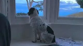 Sprocker Spaniel Dog Pregnancy signs at 4 weeks