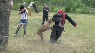 Andante Bandog Kennels & Andante Bandog Family #andantebandog #andantebandogkennels