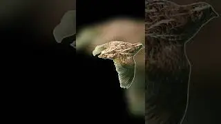 أفضل صوت لصيد السمان الفري 2026