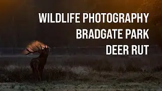 Photographing DEER RUT in BRADGATE PARK - Wildlife Photography - OM System OM-1