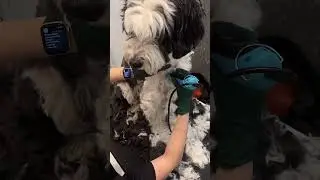 Extreme Dog Grooming Transformation 😱 | Huge Mat Removal ✂️ Распоковка собаки 🐶