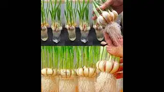 How to grow garlic at home for an endless supply 🤩Full Article in First comment