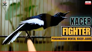 MASTERAN BURUNG KACER GACOR DONGKRAK EMOSI LAWAN🔥 PANCINGAN AMPUH BIKIN KACER LAIN LANGSUNG ON
