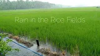 ASMR Rain in the Rice Fields | Village Nature Sounds