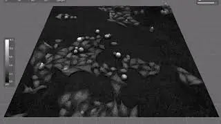 Live Cell Imaging | Direct and Non-invasive | HoloMonitor&reg;