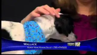 Wallace the Dog