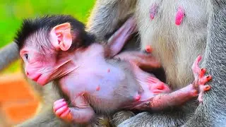 Adorable newborn baby monkey very active and mom take care | Adorable Wildlife Trips