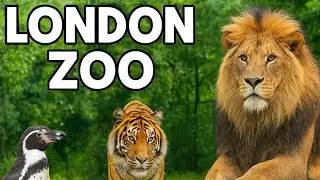 «Влог Лондонского зоопарка 🦁🐉 Встречи с комодскими варанами, львами и тиграми | Полный тур | Spic...
