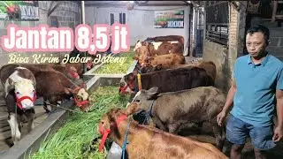 Review harga bibit sapi super akhir tahun, jantan mulai 8,5 jt di Grosir Sapi Haji Rudi Malang 