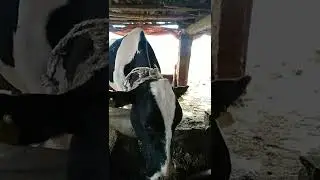 Cow farm in Nepal #krjmedia #shorts #cow#cow_farming #farm#cow#biggest_cow