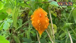Momordica charantia - Bitter Melon, natural herb for human lif..
