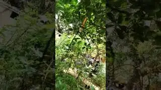 Nephila pilipes is a species of golden orb-web spider##video##