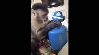 MONKEY READING INSTRUCTION MANUAL OF NEW PRODUCT VIRAL INTERNET GOING MAD OVER THIS | FOREVER VIRAL|