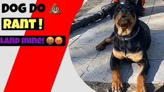 My Rant about funny dogs 💩 Lawn Care Business Rant Series ||  Cute animals || D&rsquo;s Lawn & Landscape