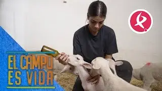La joven ganadera que da sabor a la Torta del Casar con la leche de sus ovejas | El campo es vida