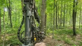 Ponsse Bear Harvesting Hard Maple with commentary.  🤣 