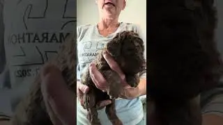 Muzzle - AKC Chocolate Phantom Male Poodle For Sale