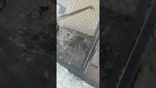 Komodo Dragon Vs Eagle | Pet's| Dragon| #shorts #pets