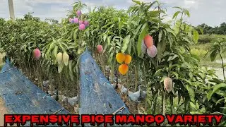 Expensive mango plant bige big size plant /Friut plant nursery in kolkata/ contact me ☎️ 9382204308
