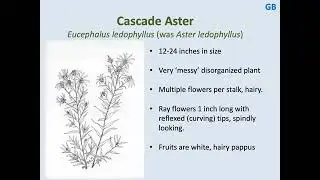 MeadoWatch Species ID: Cascade Aster (GB)