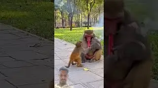 #funny #monkey #comedy #cute #cat #youtubeshorts #video