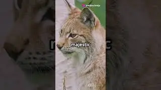 Top 10 Unbelievable Animals Found in Poland! 🦌🇵🇱