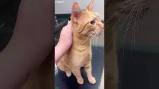 Cat videos 🥰 Try not To laugh ❤️ # Episode 7035