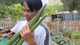 Harvest Defferent Vegetable in my Frontyard Garden in Dubai Dec.4,2025