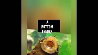 last interaction of 2025 a bottom feeder