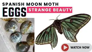 The unusual eggs of the Spanish Moon Moth