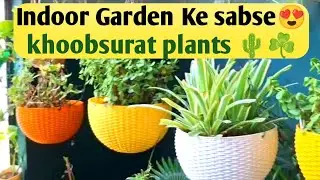 Magic indoor plants in your own mini lawn garden 💚🏡