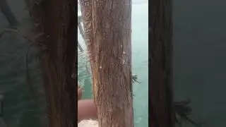 Floyd's Pelican Bar #vibes #shortvideo #trending #trending #viral #entertainment #fun #comedy #music