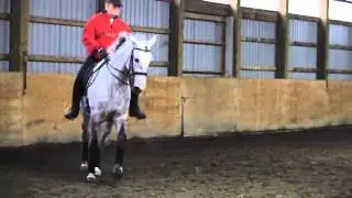 LUSITANO DRESSAGE MARE FOR SALE