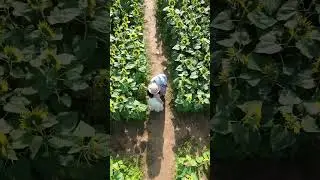 Explore Vietnam #USAviral #trendingnow #DIYusa #short
