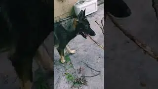 Smart Dog Helps Owner With Big Log 👍🐕 #shorts