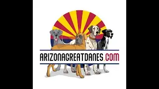 AKC Great Dane Puppies Live  Born 10 28 2023 in Tucson AZ