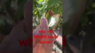 🍎  Is My Apple Tree Sick |  Check These Leaves!