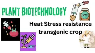 Heat stress resistance transgenic crop | high temperature stress resistance  | Heat shock protein